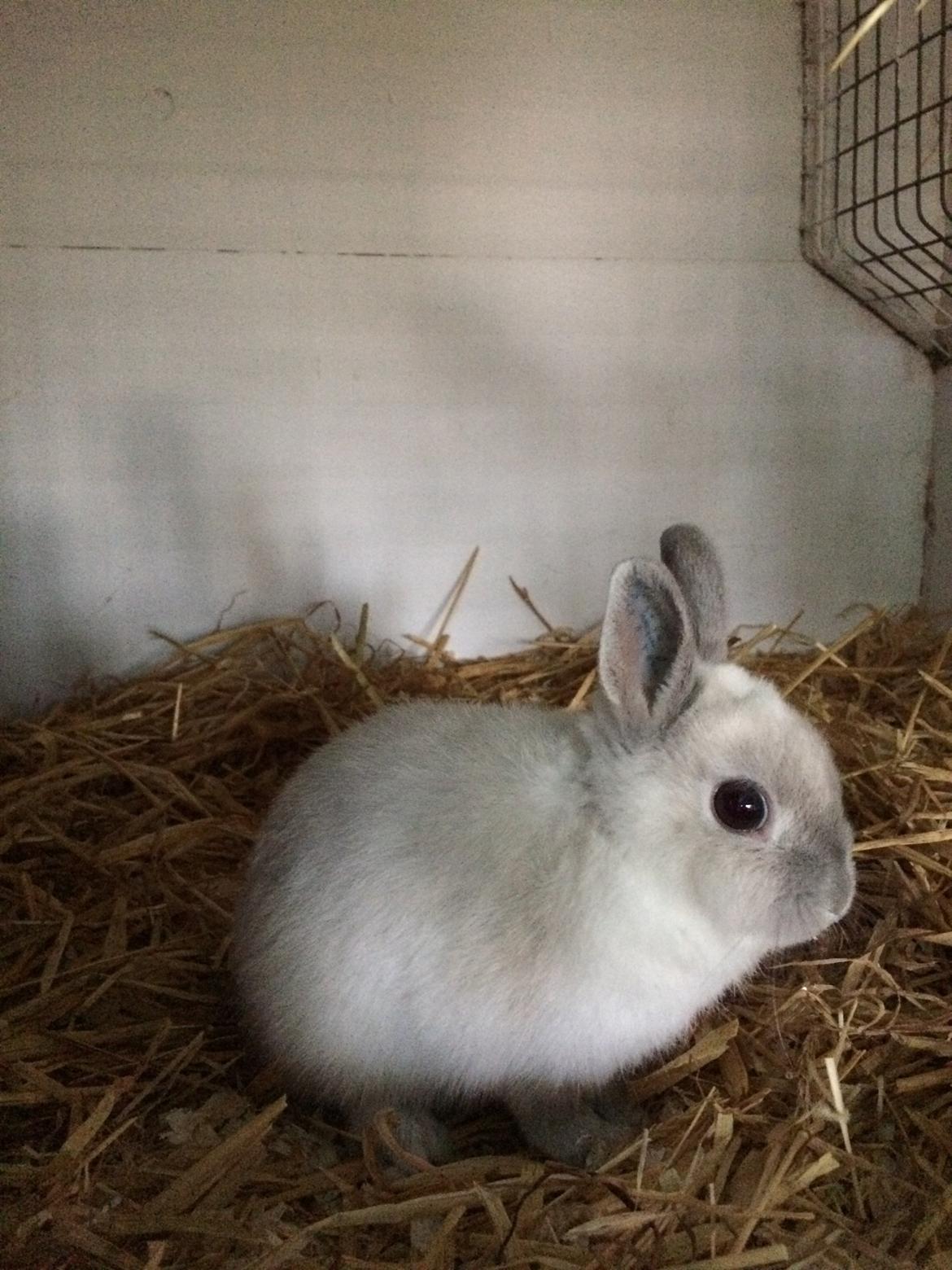 Kanin Dexter billede 14