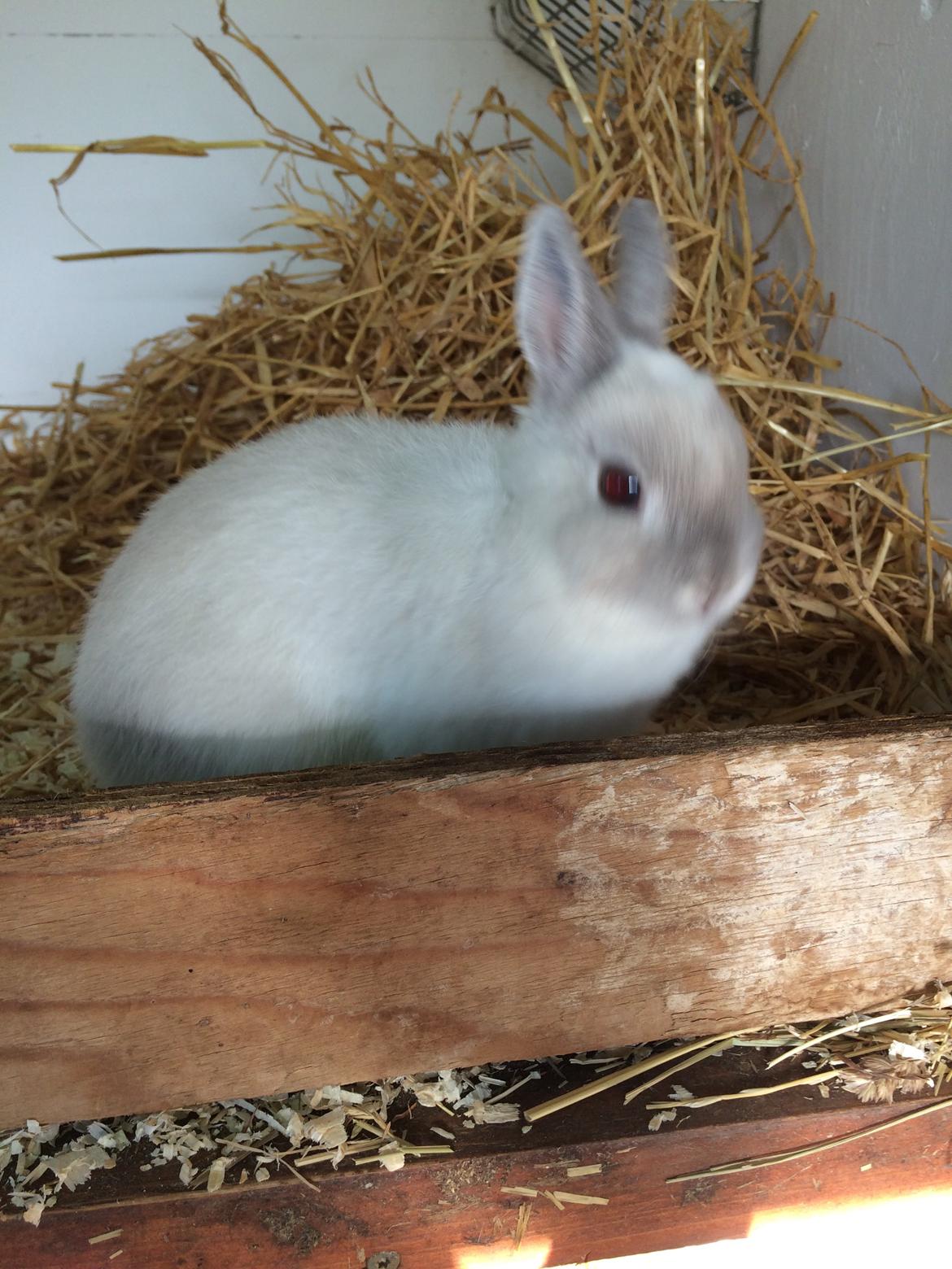 Kanin Dexter billede 15