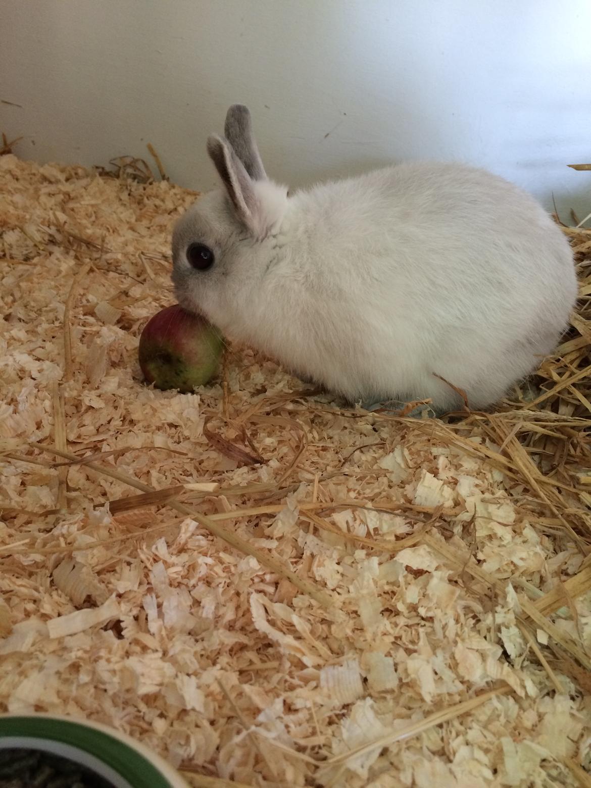 Kanin Dexter billede 16