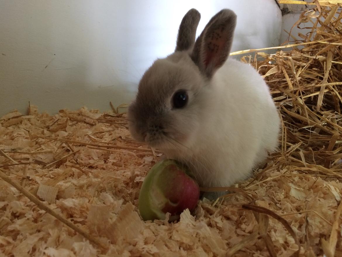 Kanin Dexter billede 17