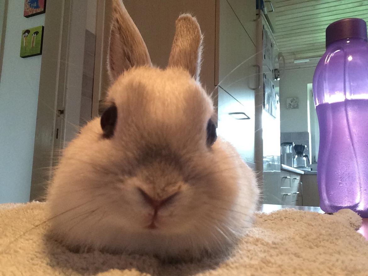 Kanin Dexter billede 12