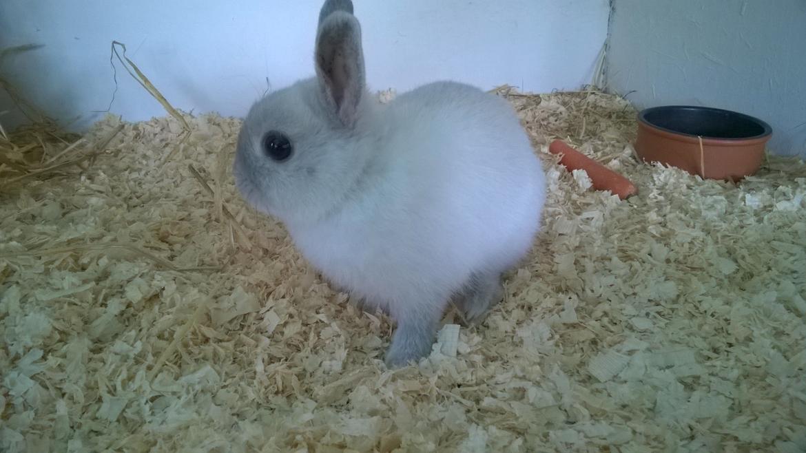 Kanin Dexter billede 18