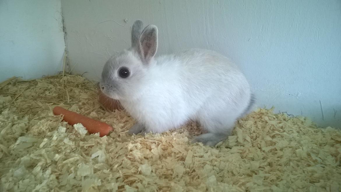 Kanin Dexter billede 20