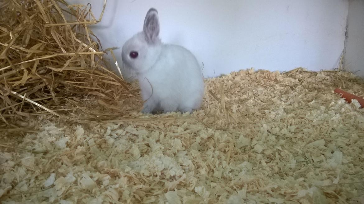 Kanin Dexter billede 21