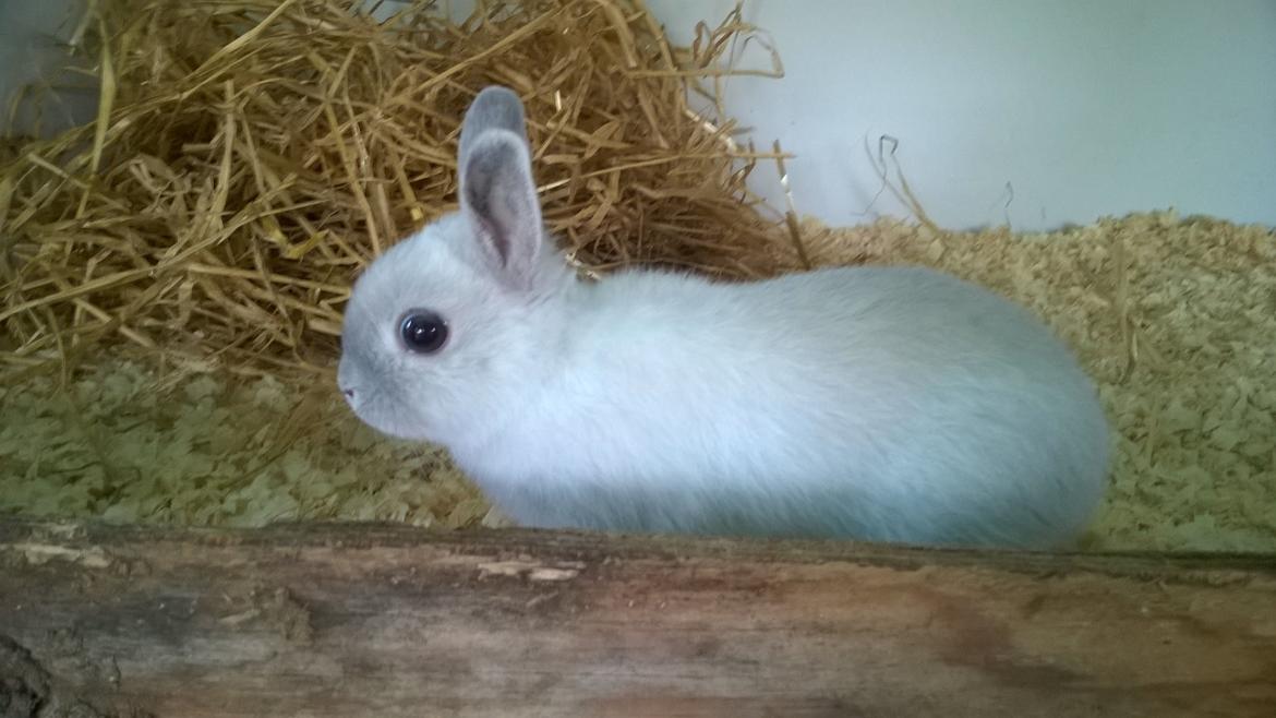 Kanin Dexter billede 22