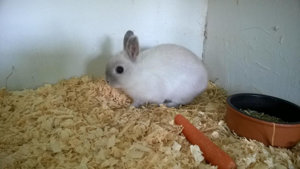 Kanin Dexter billede 23