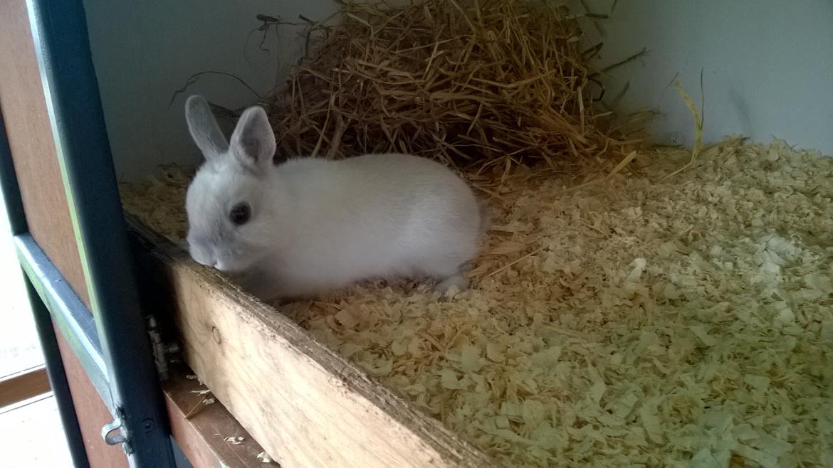 Kanin Dexter billede 24