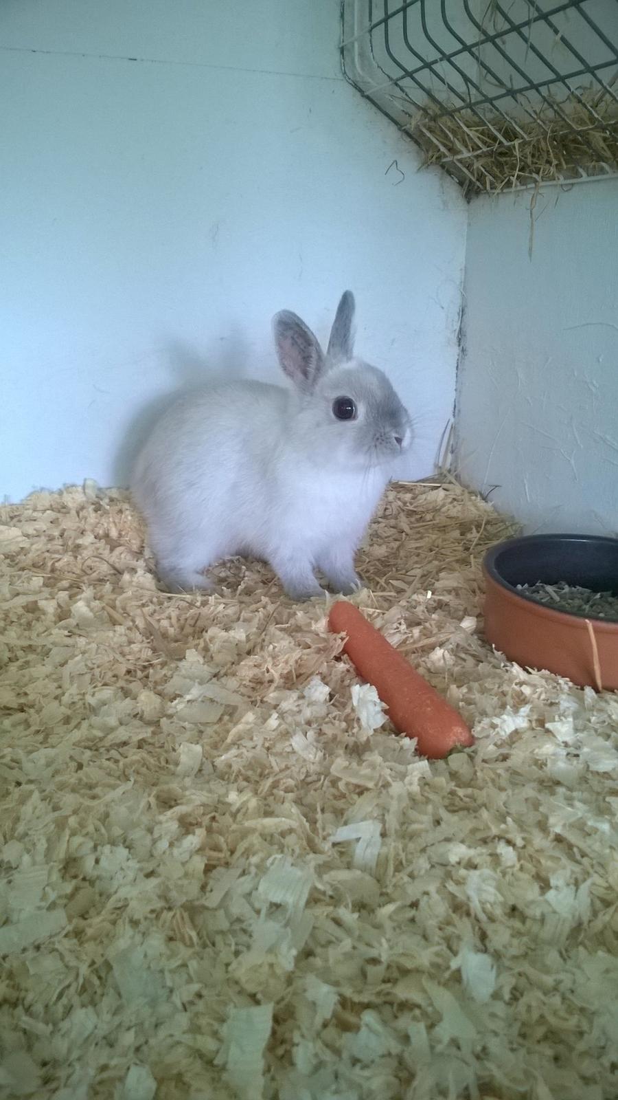 Kanin Dexter billede 25