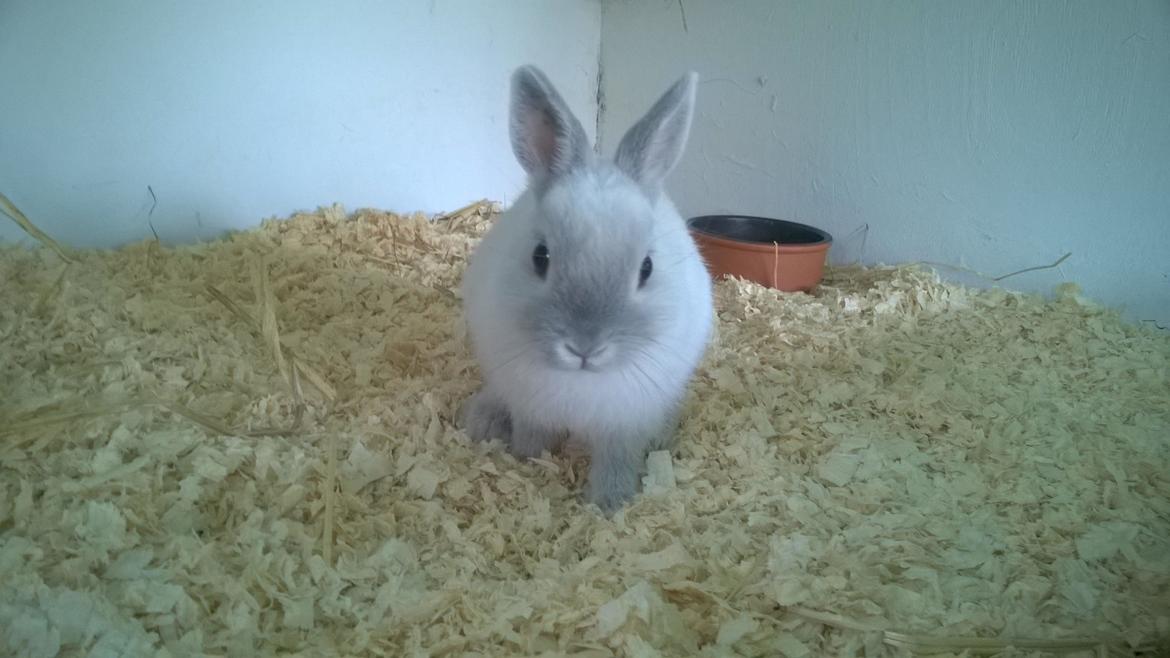 Kanin Dexter billede 19