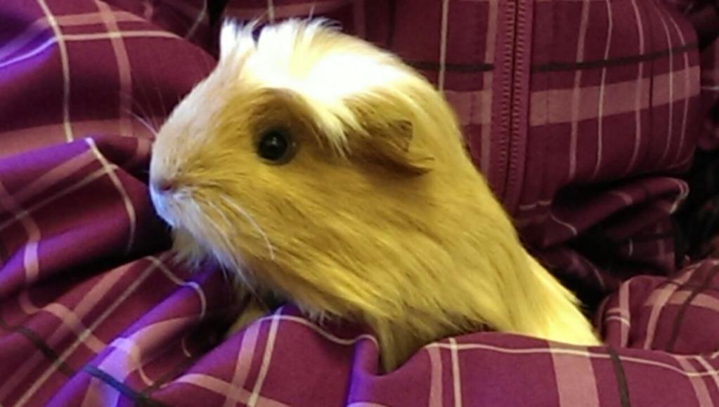 Marsvin Fersken billede 2