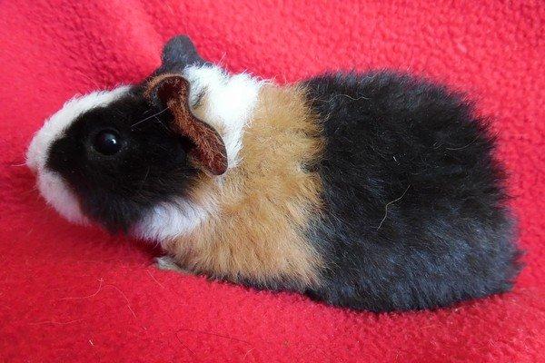 Marsvin Koreskas LYSANDRA billede 2