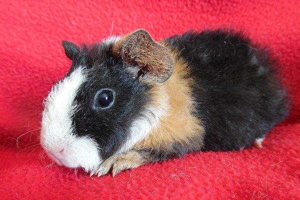 Marsvin Koreskas LYSANDRA billede 7