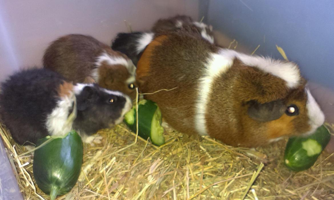 Marsvin Koreskas LYSANDRA billede 9