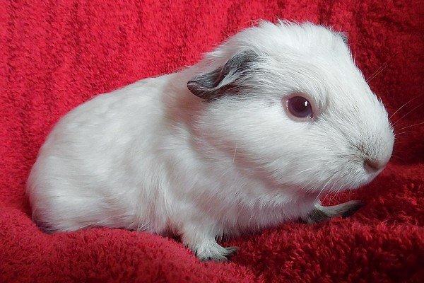 Marsvin PRINSESSEN billede 3