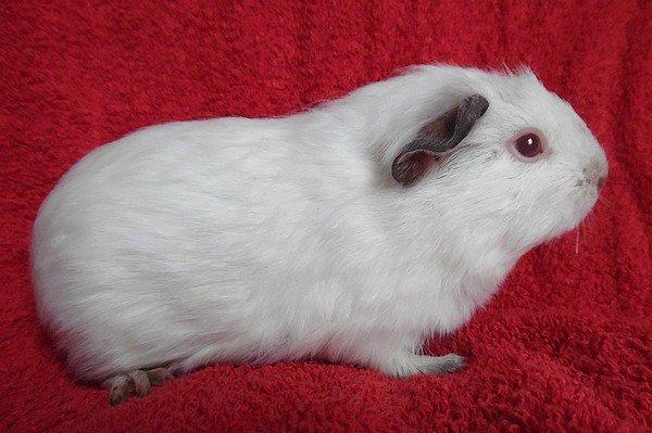 Marsvin PRINSESSEN billede 2