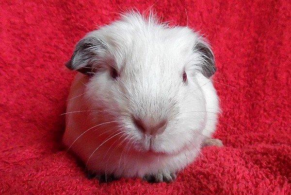 Marsvin PRINSESSEN billede 4