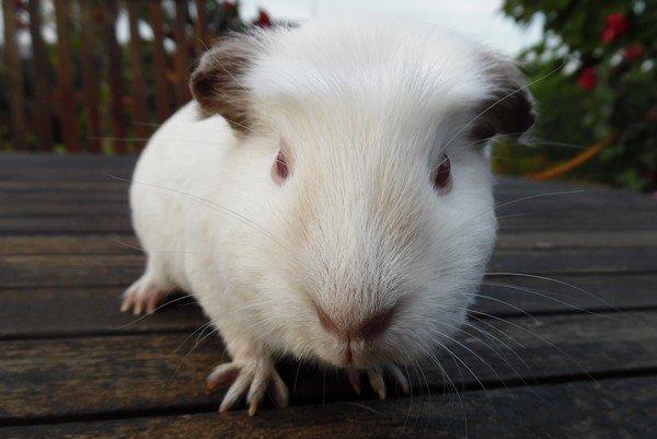 Marsvin PRINSESSEN billede 11