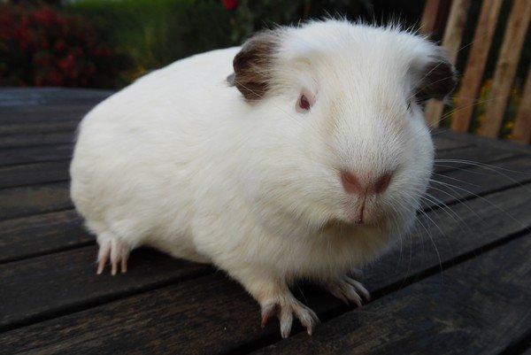 Marsvin PRINSESSEN billede 9