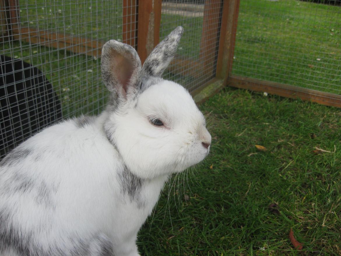Kanin Magnus billede 6