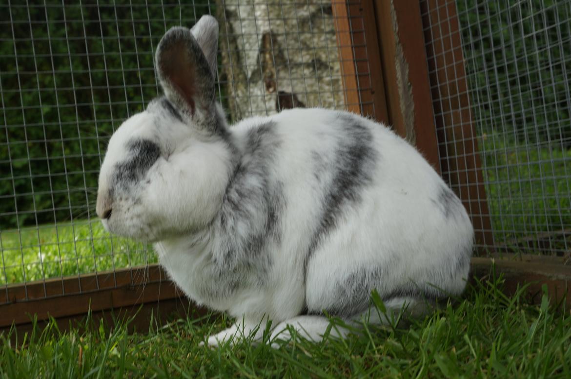 Kanin Magnus - Min skat <3 billede 1