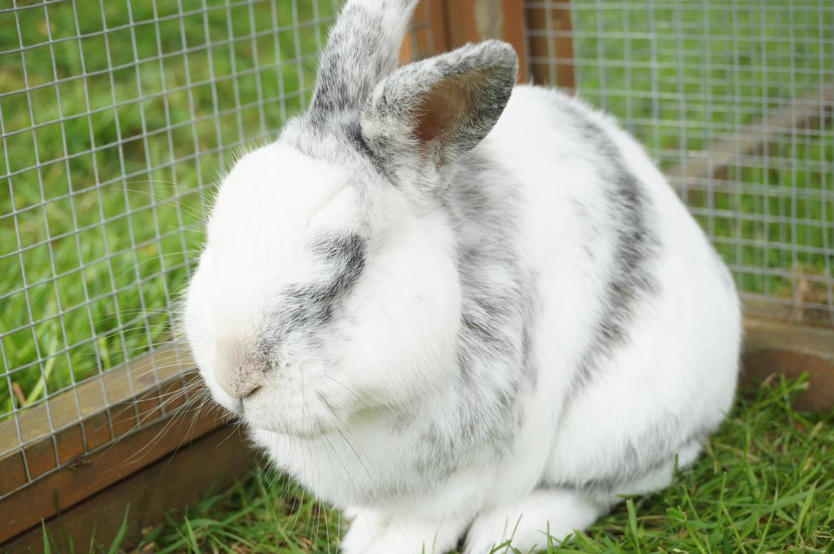 Kanin Magnus billede 10