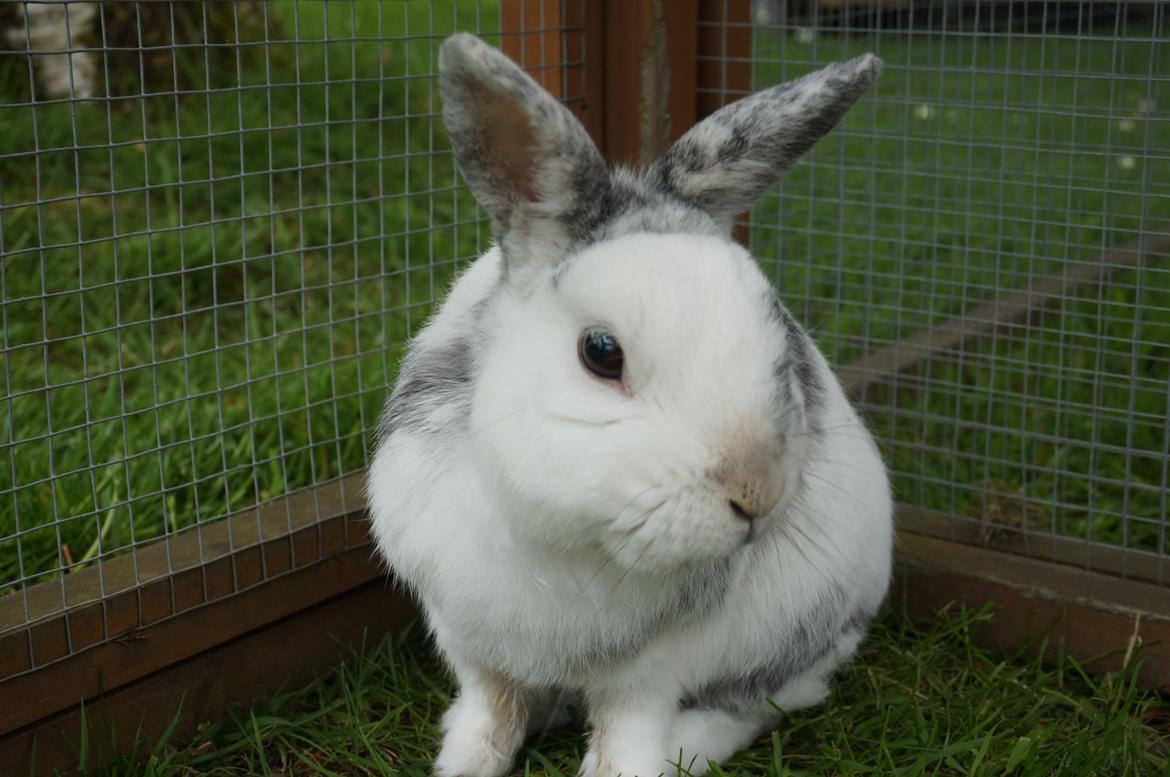 Kanin Magnus billede 5