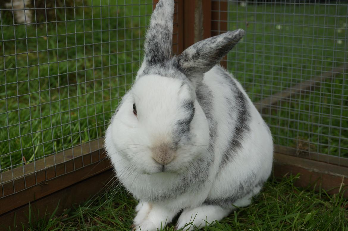 Kanin Magnus billede 2