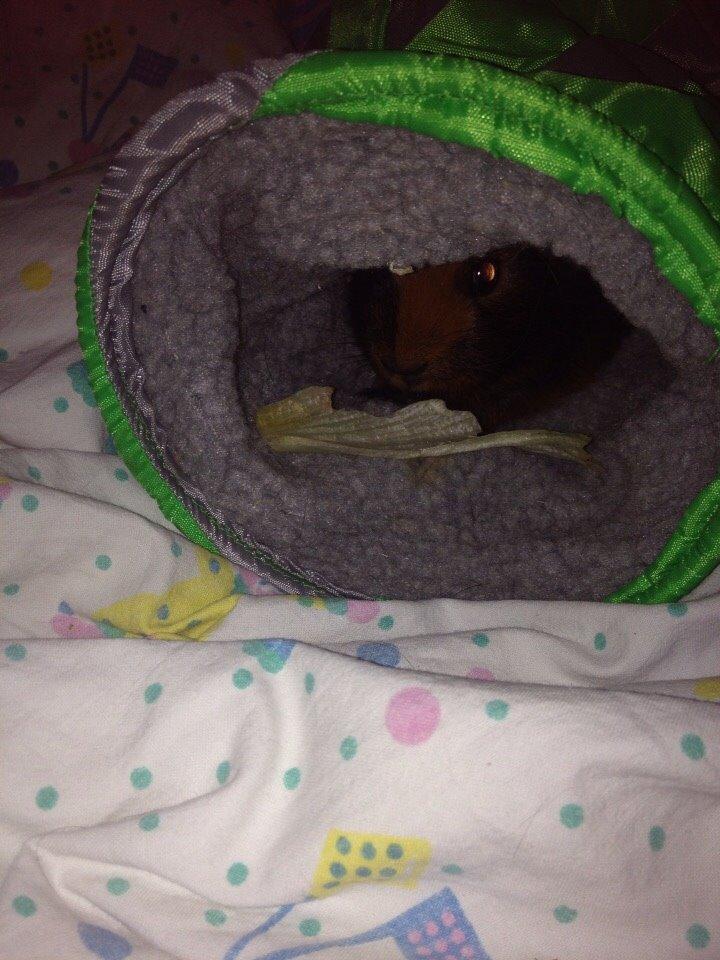 Marsvin Kiwi billede 9