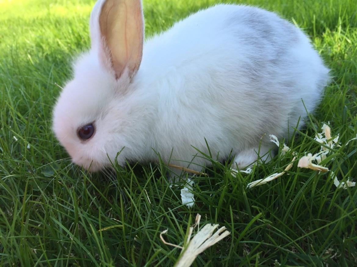 Kanin Peanut billede 13