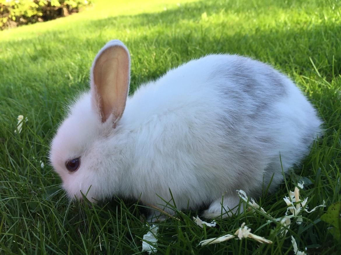 Kanin Peanut billede 14