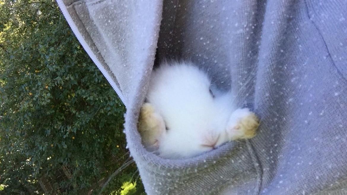 Kanin Peanut billede 15