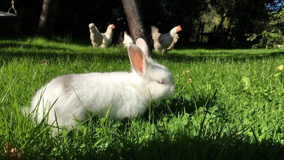 Kanin Peanut billede 16