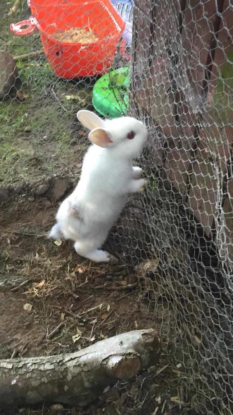 Kanin Peanut billede 17