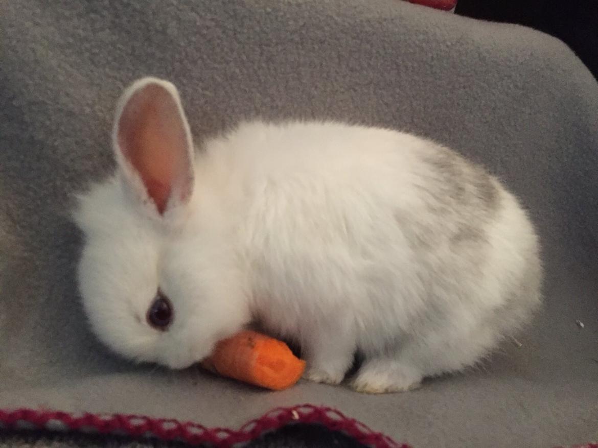 Kanin Peanut billede 19