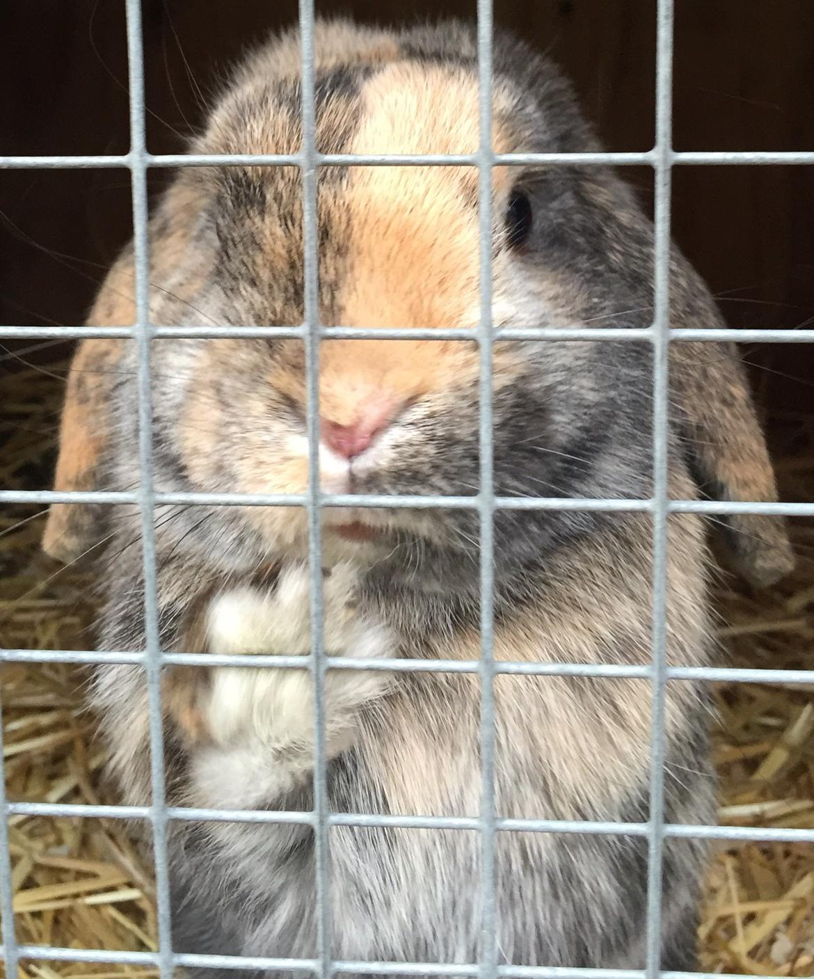 Kanin Cato og vanilje billede 21