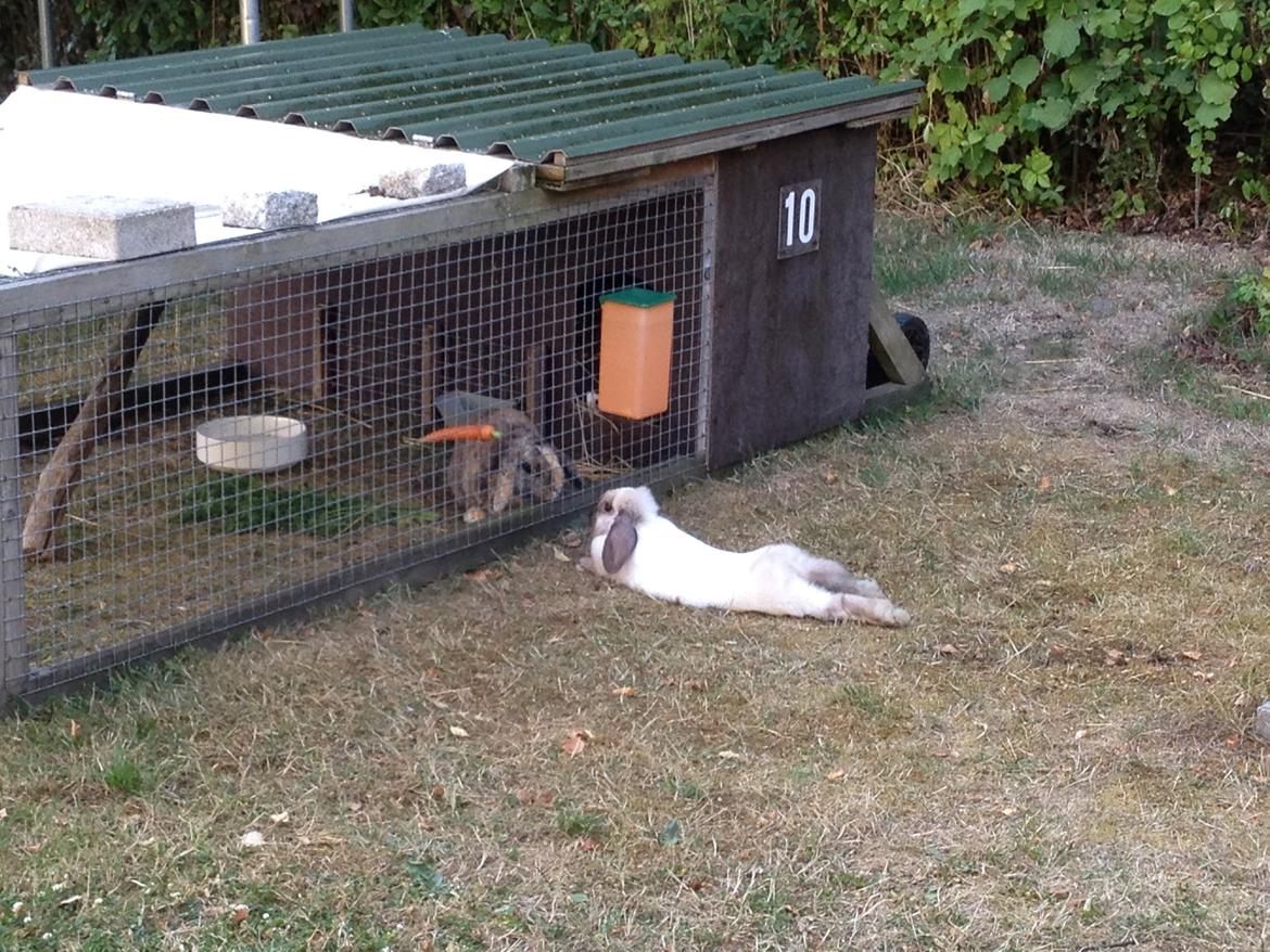 Kanin Cato og vanilje - cato og vanilje billede 22