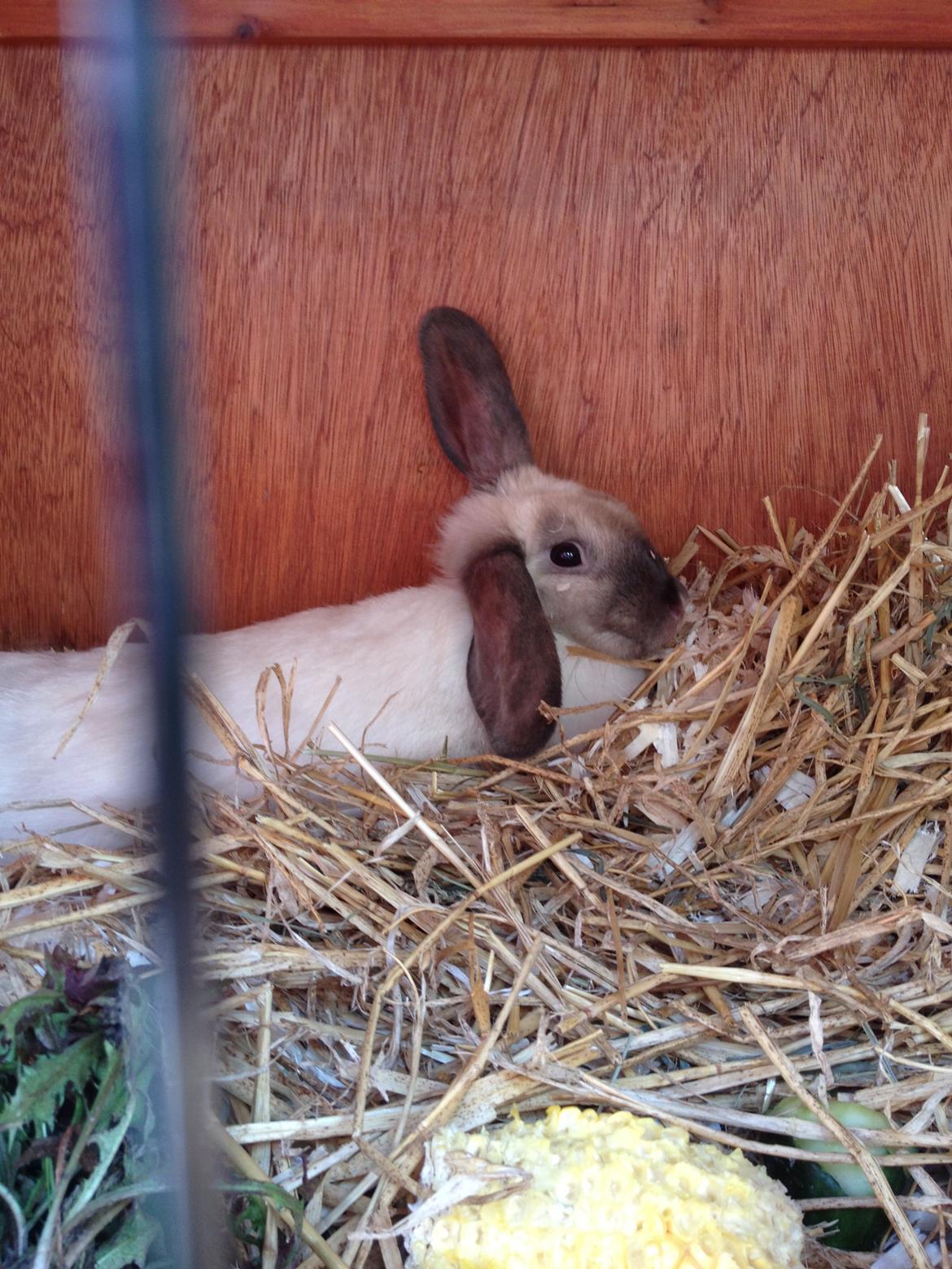 Kanin Cato og vanilje billede 24