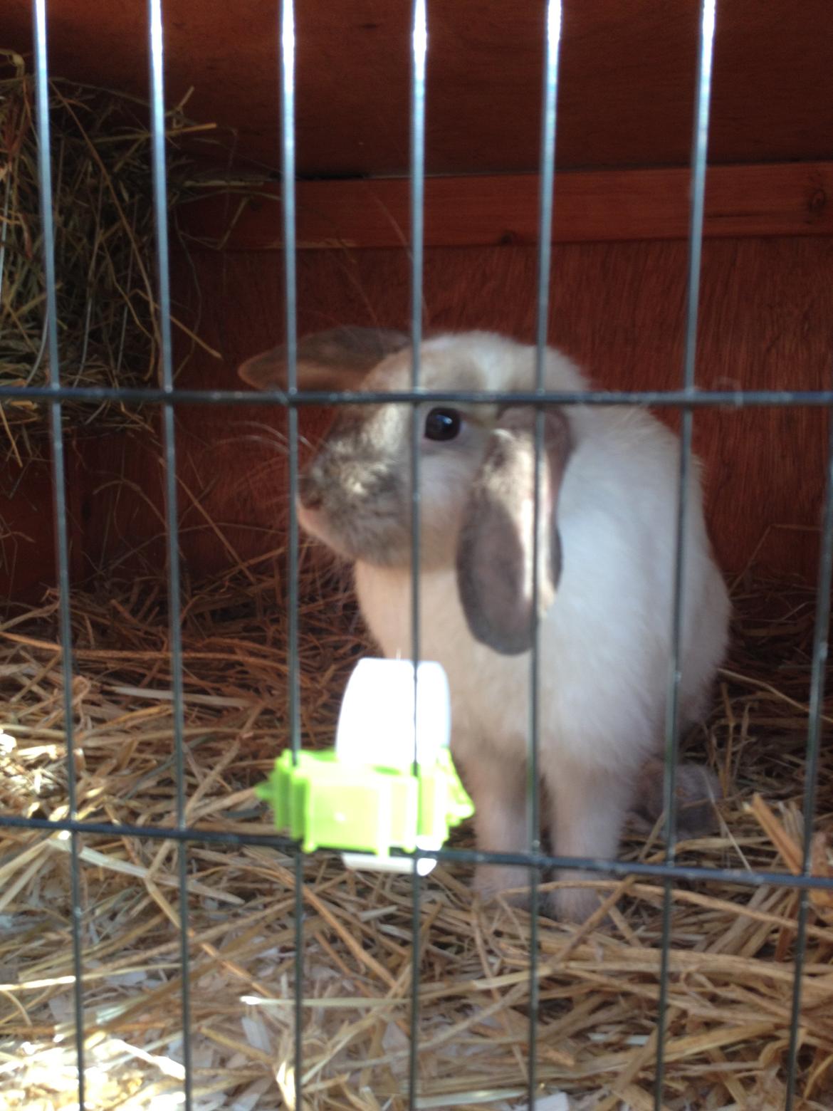 Kanin Cato og vanilje billede 25