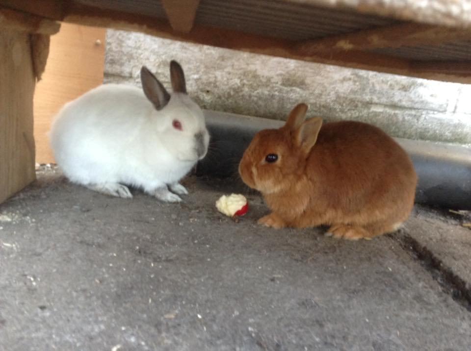 Kanin Bruno billede 1