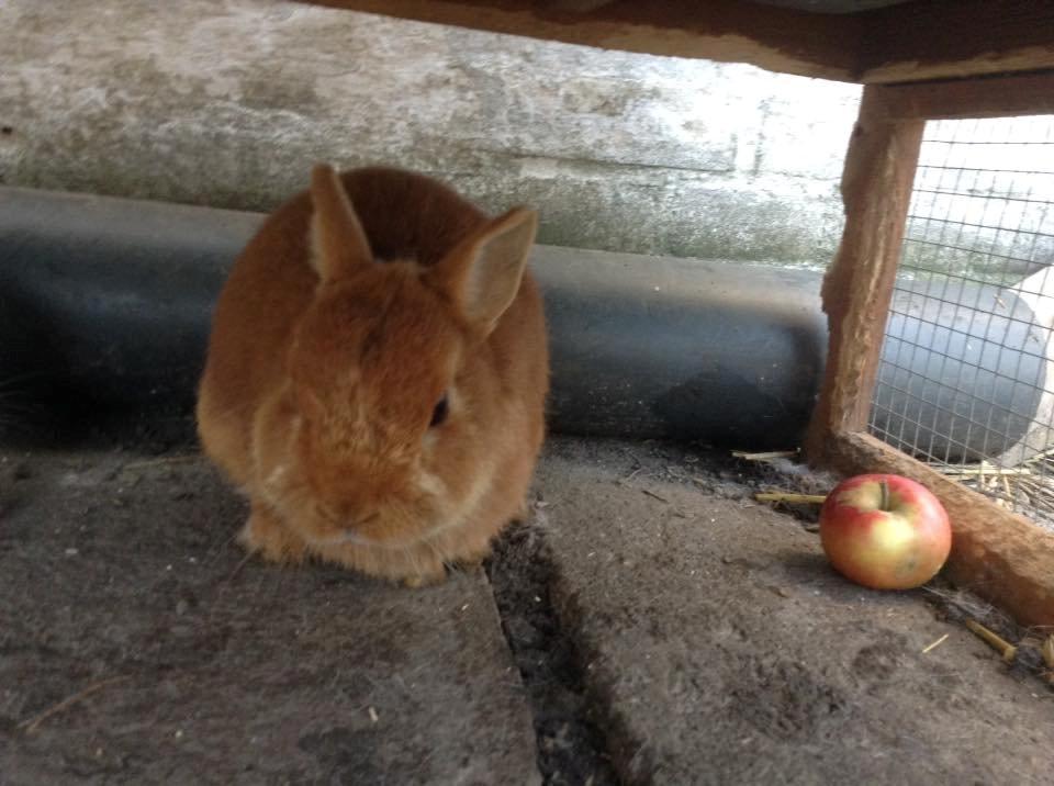 Kanin Bruno billede 3