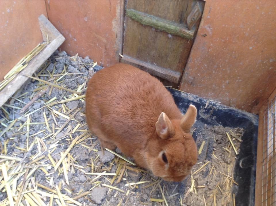 Kanin Bruno billede 4