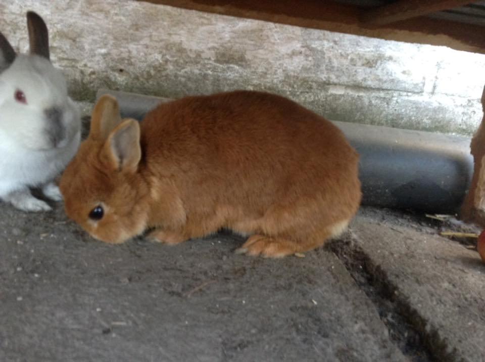 Kanin Bruno billede 2