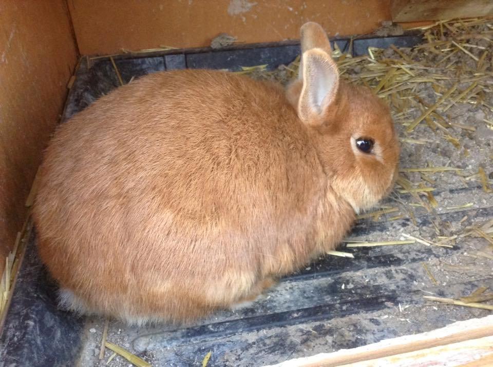 Kanin Bruno billede 5