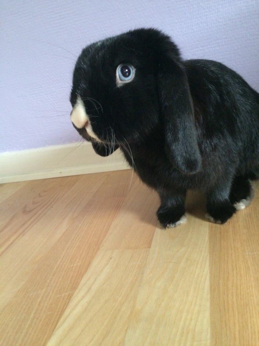 Kanin Ministald's Black Amira billede 29