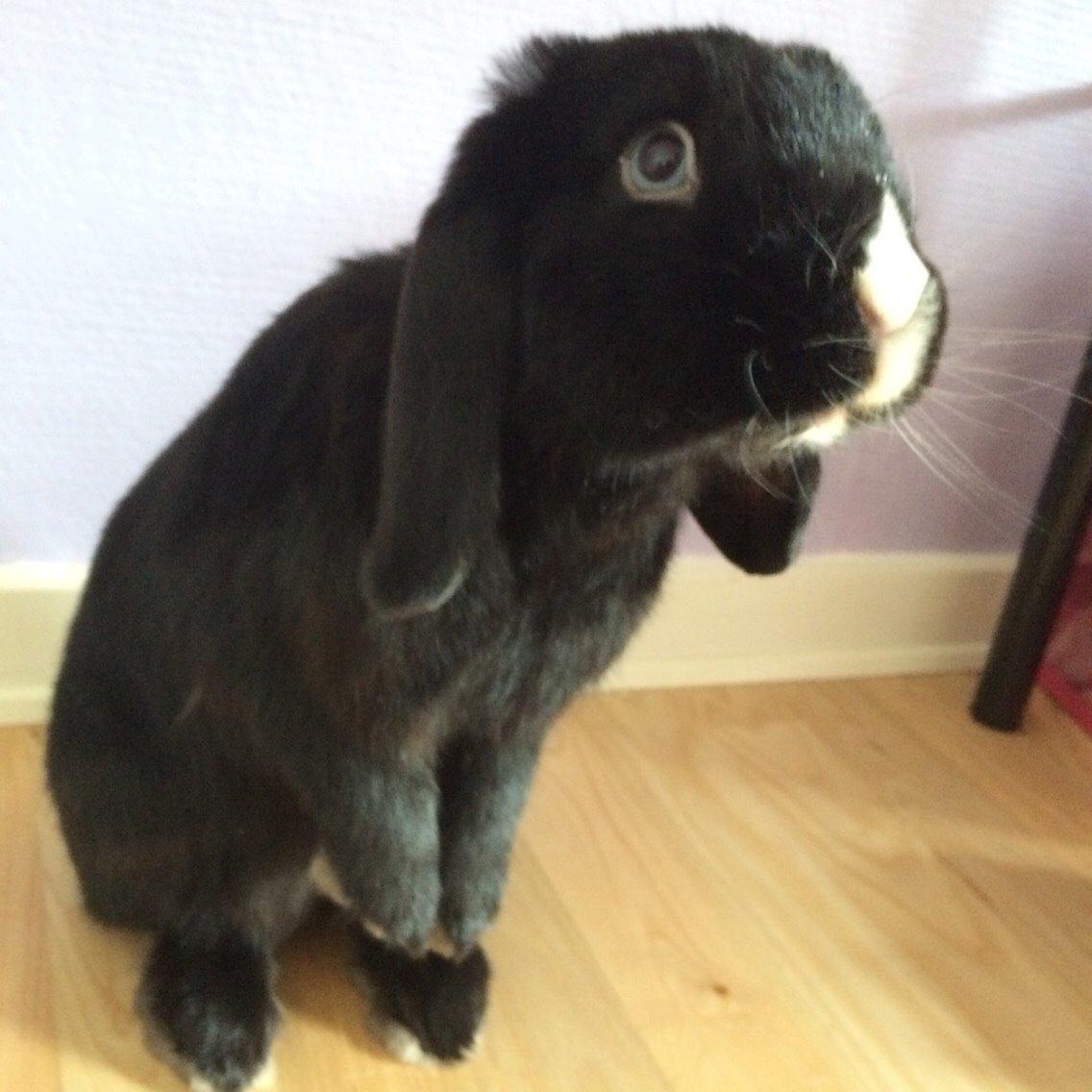 Kanin Ministald's Black Amira billede 28