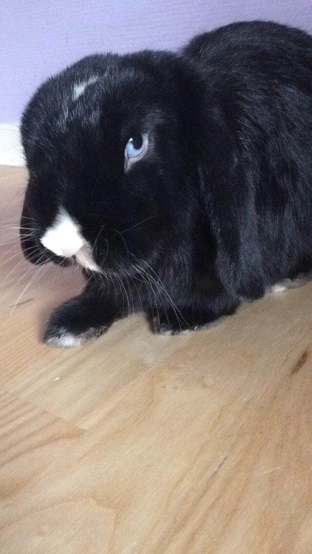 Kanin Ministald's Black Amira billede 30