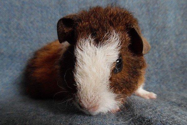 Marsvin Koreskas IKAROS billede 4