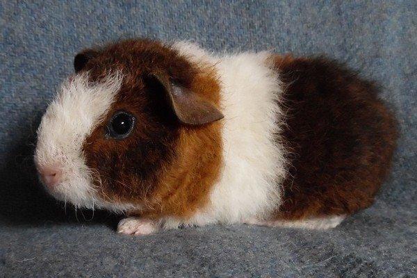 Marsvin Koreskas IKAROS billede 6