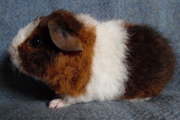 Marsvin Koreskas IKAROS billede 7