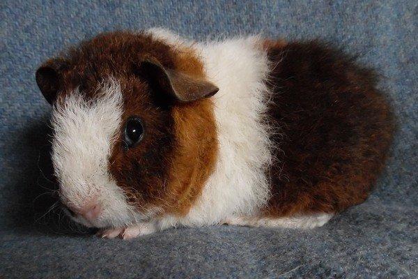 Marsvin Koreskas IKAROS billede 5